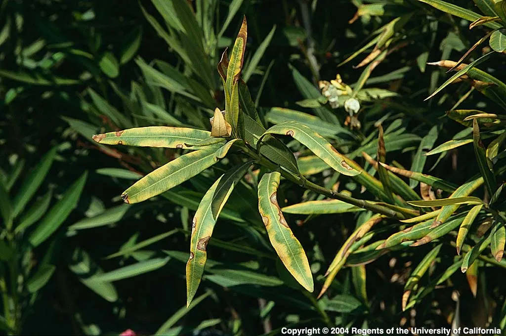 Bacterial leaf scorch