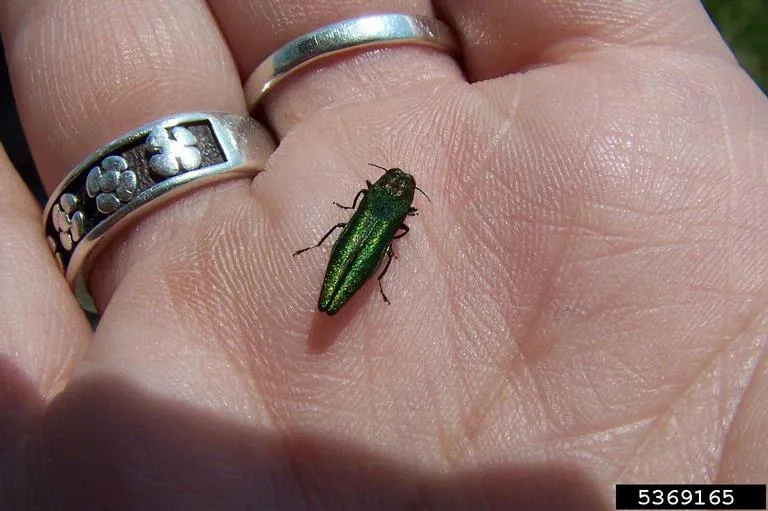 EAB