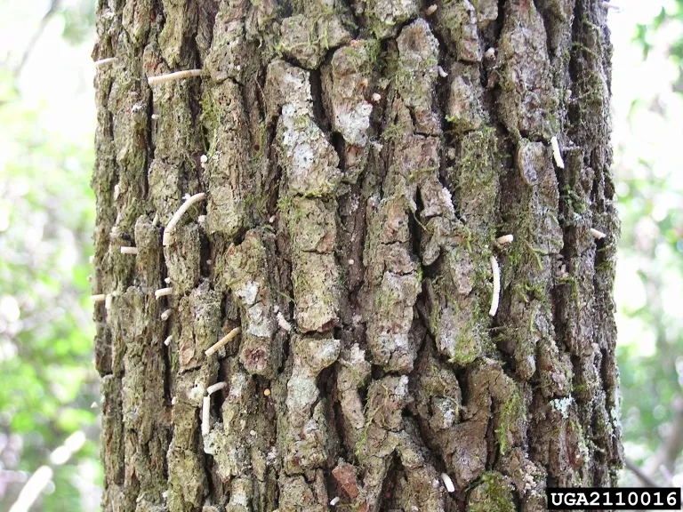 redbay ambrosia beetle damage