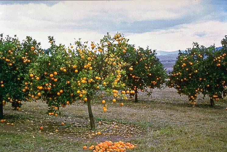 Citrus trees with huanglongbing often have excessive and premature fruit drop