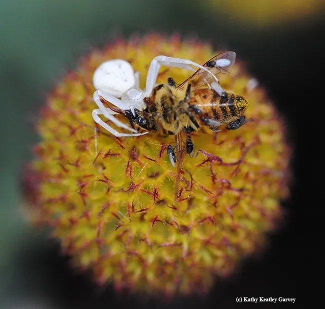 A crab spider dining on a honey bee. (Photo by Kathy Keatley Garvey)