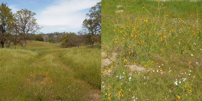 fiddleneck