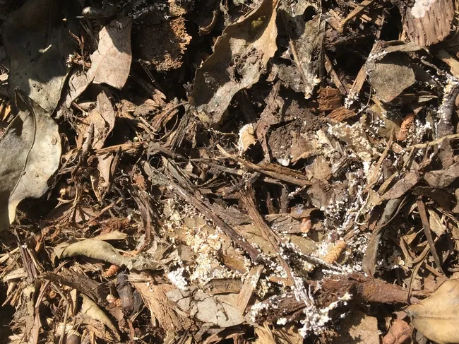 slime mold on mulch