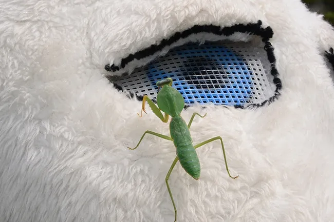 Eye to eye with a praying mantis. The costumed character, "Hamburger Cow Patty," didn't mind a bit. (Photo by Kathy Keatley Garvey)