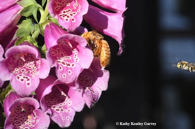 Mr. Bodyslam targets the unsuspecting Mr. Teddy Bear. "Hey, get away from my flowers and nobody gets hurt." (Photo by Kathy Keatley Garvey)