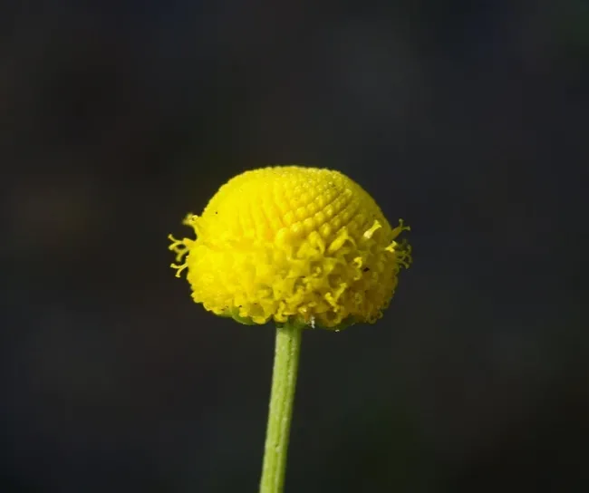 stinknet flower