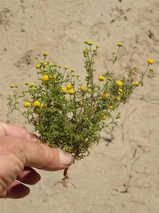 Stinknet plant