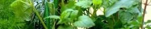 Fresh Garden Herbs - ANR - L300p