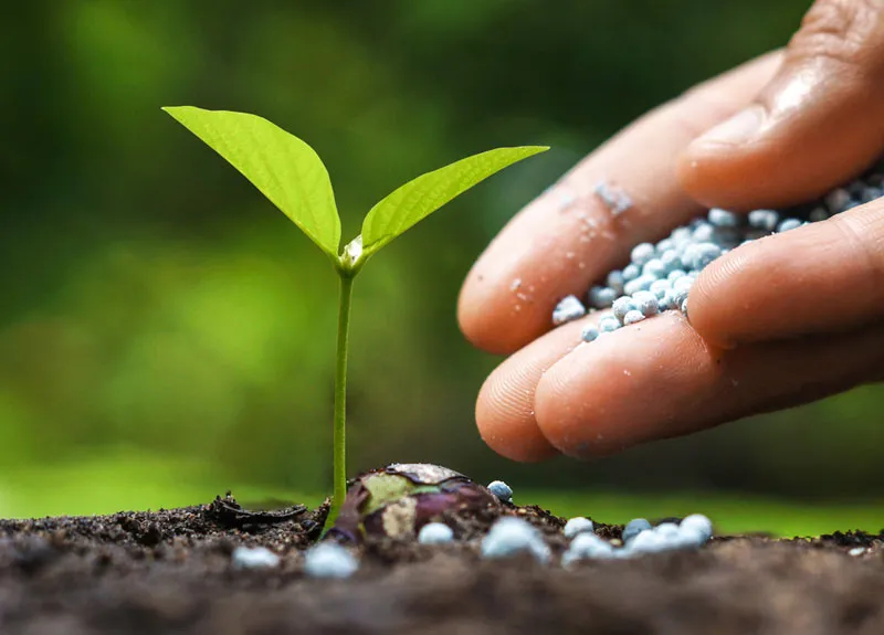 vegetable-gardening-fertilizer