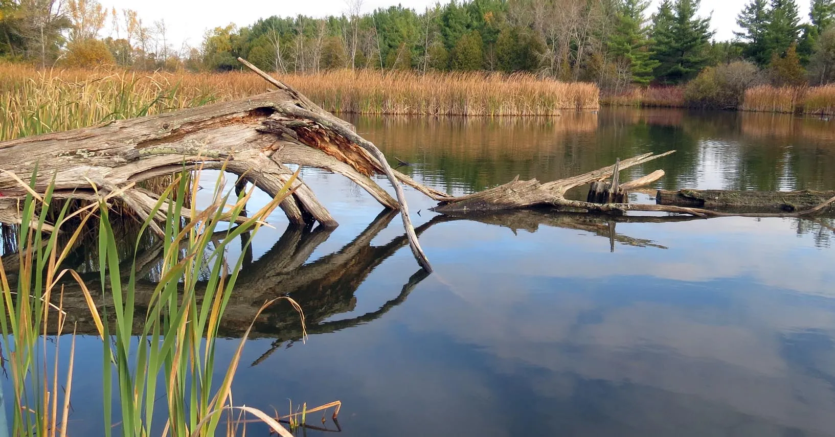 background-wetland