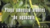 smallplagaamenaza