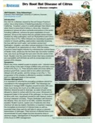 citrus_dry_root_rot_disease