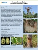 avocado_branch_canker