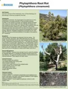 avocado_root_rot