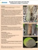 avocado_trunk_canker_disease