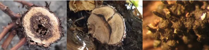 grapevine trunk diseases