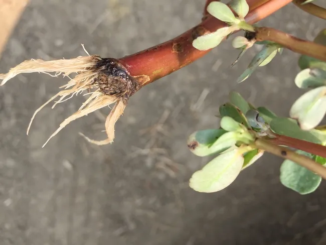Left on the soil, purslane stem fragments form new roots (photo by Guy Kyser)