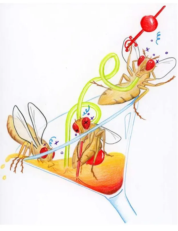 UC Merced assistant professor Fred Wolf uses this graphic to illustrate his research.