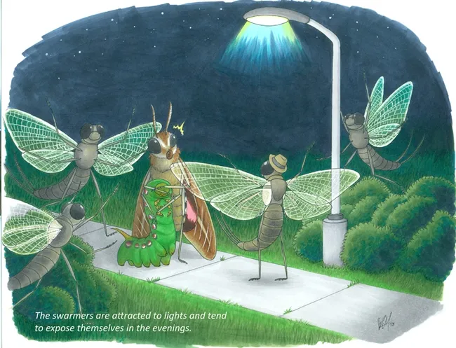 “The swarmers are attracted to lights and tend to expose themselves in the evenings," a UC Davis student wrote about mayflies. The result: this illustration by Karissa Merritt for the Bohart Museum of Entomology's innovative calendar.