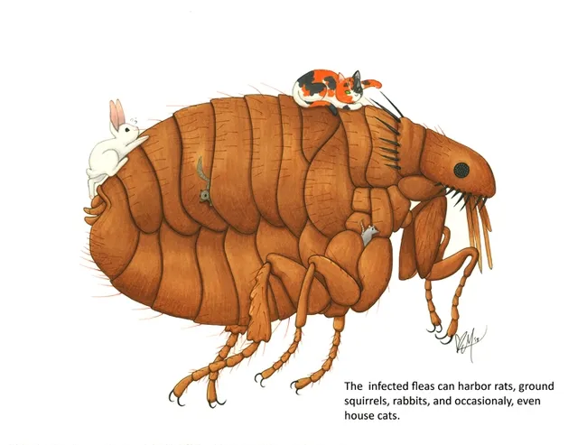 "The infected fleas can harbor rats, ground squirrels, rabbits, and occasionally, even house cats," wrote a UC Davis student. The result: this illustration by Karissa Merritt for the Bohart Museum of Entomology calendar.