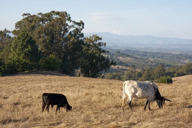 Research by UCCE advisor Laura Snell and her colleagues showed that rangeland doesn't need to be 'rested' following a fire.