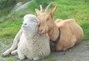 animal welfare