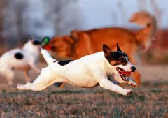 dogs fearless approach