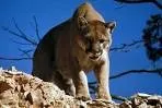 interface between livestock and predators