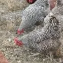 poultry care and welfare