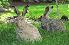 rabbits from animals pov