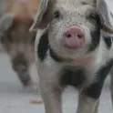 swine curricula series