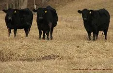 beef