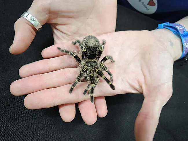 Coco McFluffin is a crowd favorite at the Bohart Museum of Entomology. (Photo by Kathy Keatley Garvey)