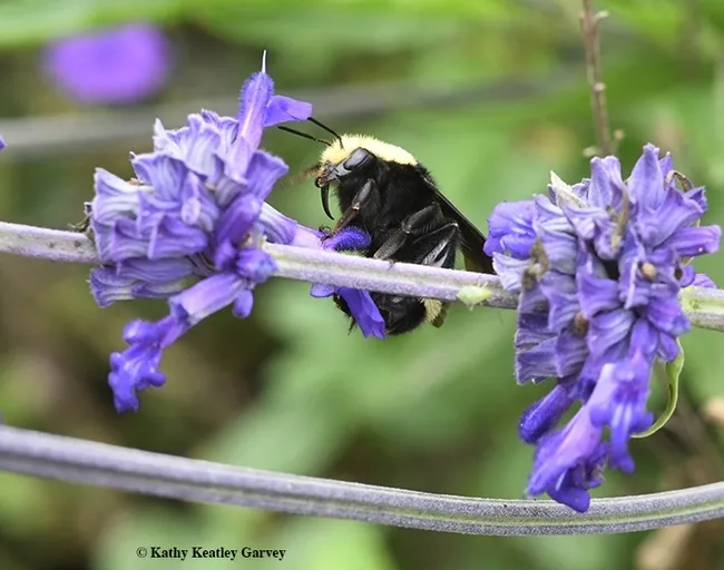 Yes, I can "bee" an acrobat when I want to "bee." A yellow-faced bumble bee, Bombus vosnesenskii, on a salvia. (Photo by Kathy Keatley Garvey)