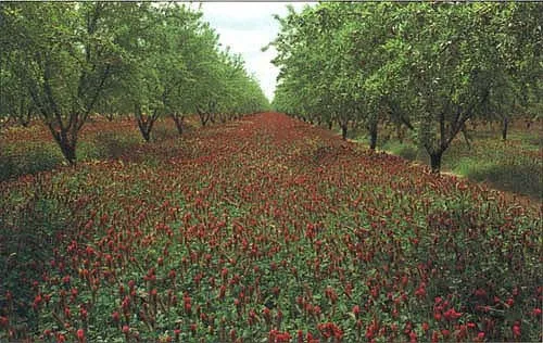 croplands pic
