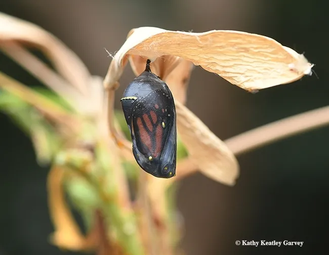 Monarch will soon eclose. (Photo by Kathy Keatley Garvey)