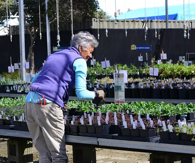 Volunteer Mary Patterson gets plants ready for the big sale on Saturday, March 9. (Photo by Kathy Keatley Garvey)