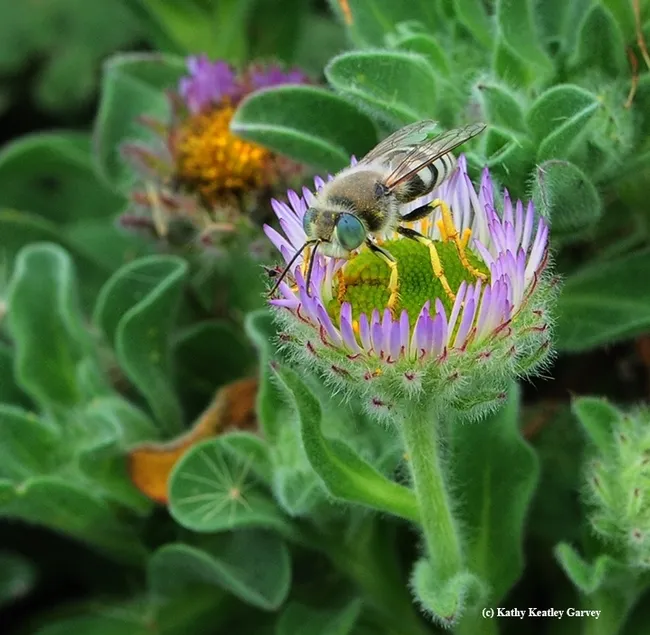 A sand wasp, Bembix americana, foraging on a seaside daisy (Erigeron glaucus) at Bodega Bay. (Photo by Kathy Keatley Garvey)