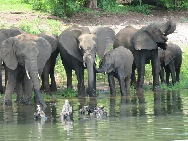 Elephant family at river in Chobe National Park, Botswana. (Photo by Patty Carey)