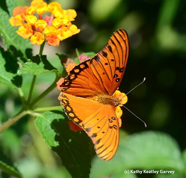 This Gulf Fritillary stops for some flight fuel--nectar from lantana. (Photo by Kathy Keatley Garvey)