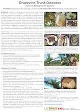 Grapevine Trunk Diseases small