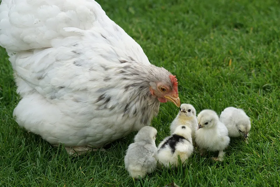 urban chickens