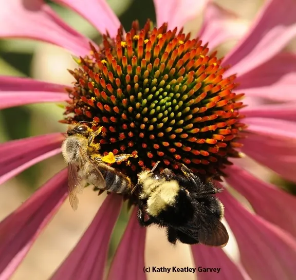 A honey bee (Apis mellifera) and a yellow-faced bumble bee (Bombus vosnesenskii) share a flower on the UC Davis campus. (Photo by Kathy Keatley Garvey)