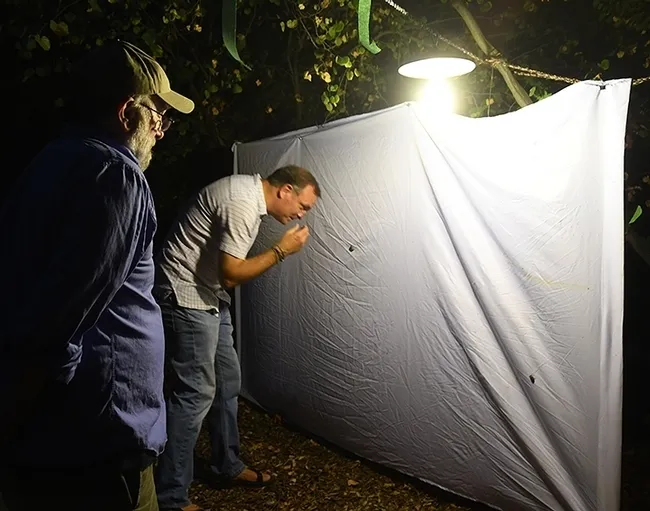 "Moth Man" John DeBenedictus (left) shows Professor Jason Bond the insects on the sheet in the Bohart Museum's blacklighting display last year. Bond is the Evert and Marion Schlinger Endowed Chair in Insect Systematics, UC Davis Department of Entomology and Nematology. (Photo by Kathy Keatley Garvey)