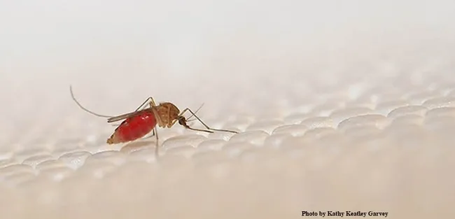 Culex quinquefasciatus, the southern house mosquito. (Photo by Kathy Keatley Garvey)