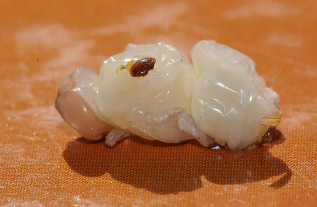 A varroa mite on a drone pupa. (Photo by Kathy Keatley Garvey)
