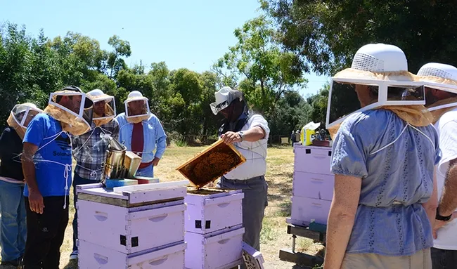 UC Davis research assistant Bernardo Niño examines a frame. He is the educational supervisor for the California Master Beekeeper Program, which conducts bee classes. (Photo by Kathy Keatley Garvey)