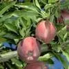 Fruit Trees