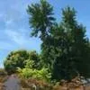 Trees/Shrubs
