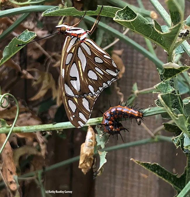 The silver-spangled underwings of the Gulf Fritllary--in sharp contrast to the orange-reddish wings. (Photo by Kathy Keatley Garvey)